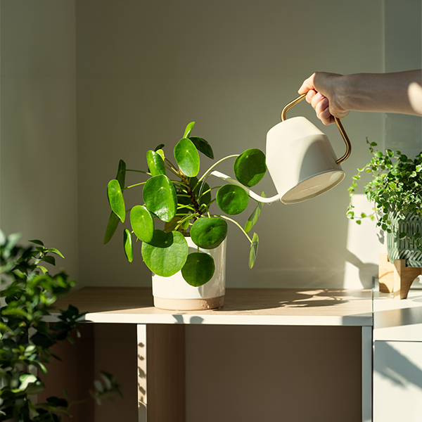Community-wellness Community-wellness